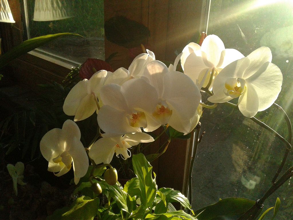 orchid